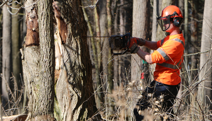 UTRCA staff operates a chainsaw