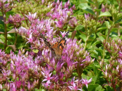 A painted lady butterfly on live roof vegetation