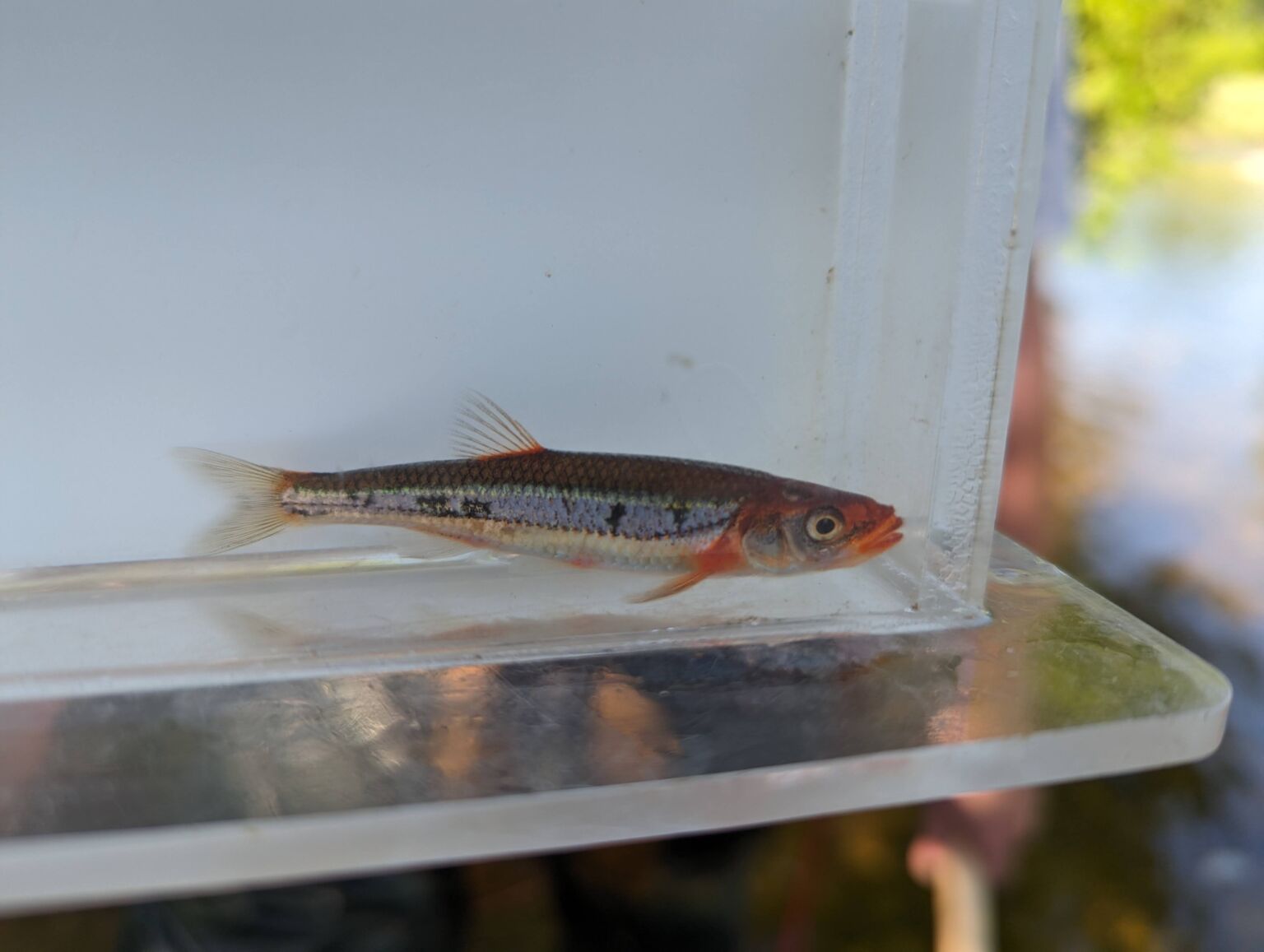 Brightly Coloured Fishes - Upper Thames River Conservation Authority