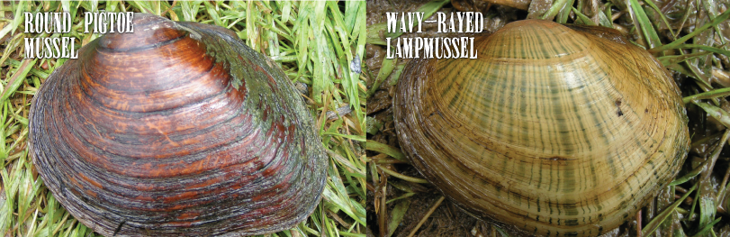 MUSSEL_SLIDER_2