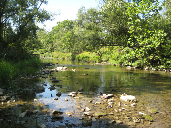Stream with rocks and trees