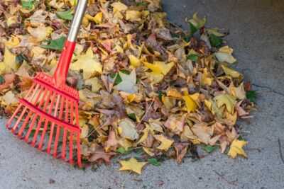 A pile of leaves with a rake.