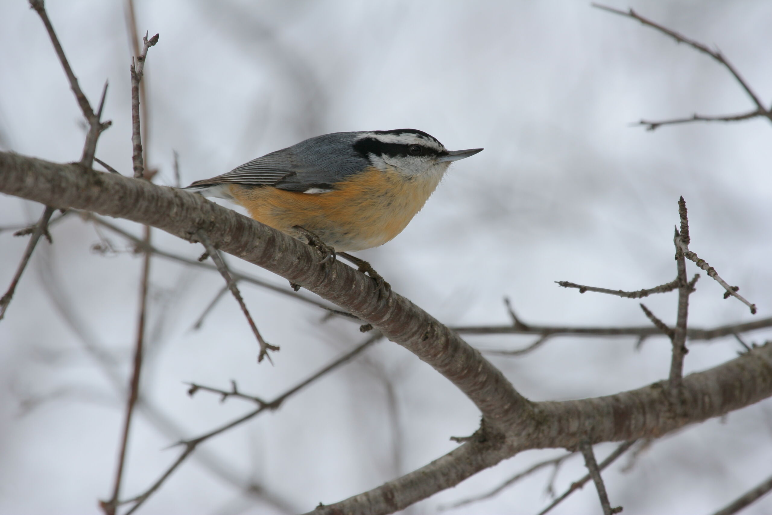 Red-breasted Nuthatch perched on tree branch