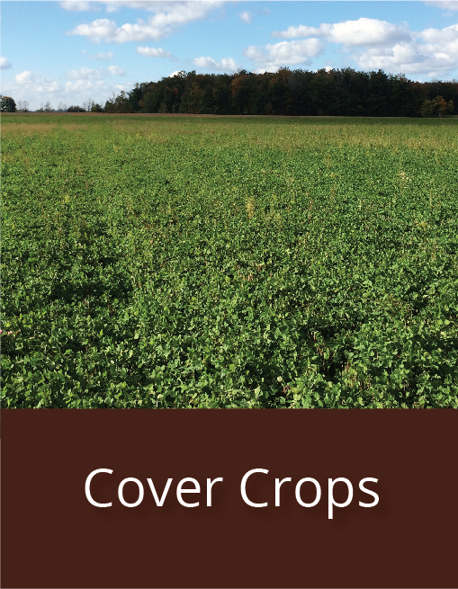 link to cover crops