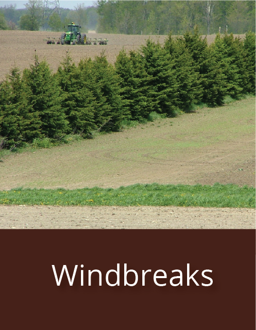 link to windbreaks