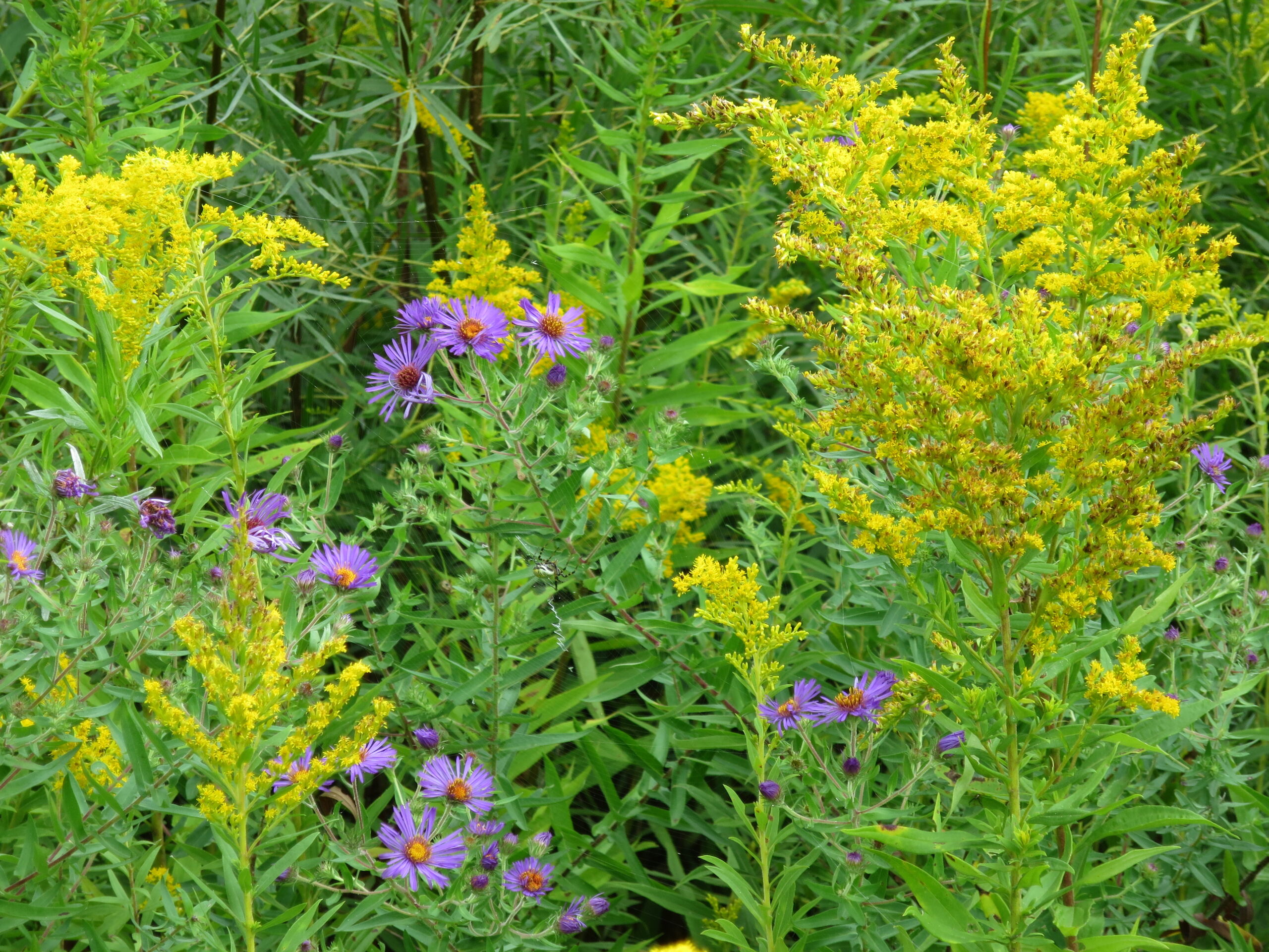 Wildflowers