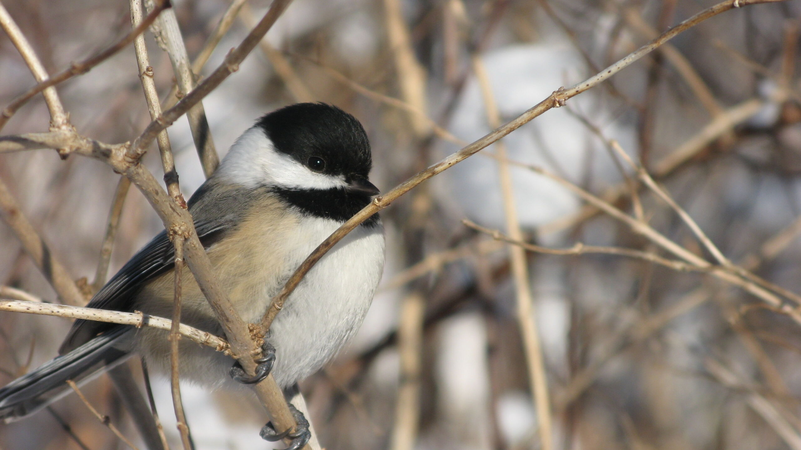 chickadee CQ