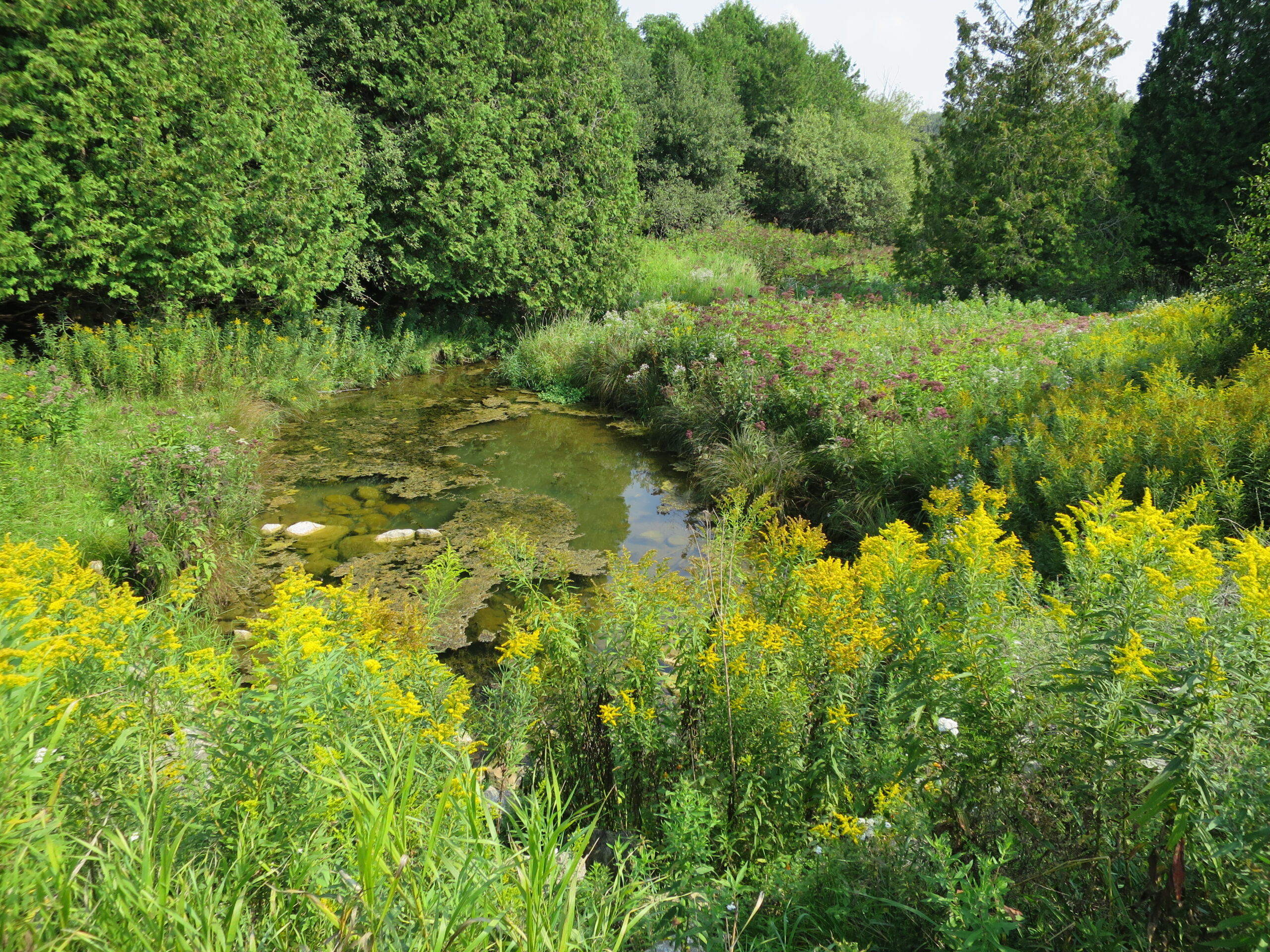 Goldenrod blooms along a creek