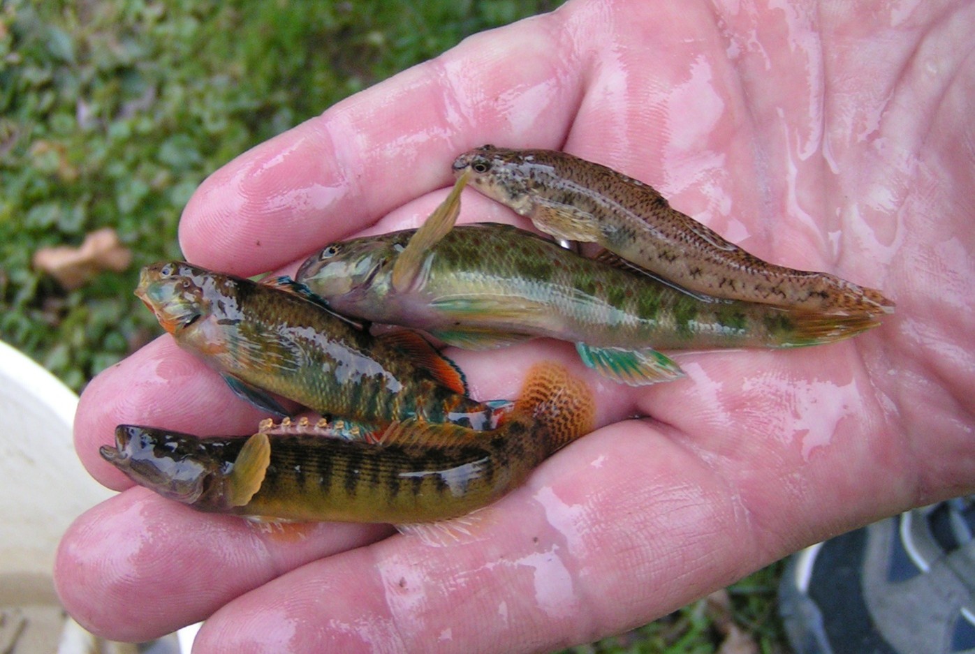 Top to bottom: Johnny Darter, Greenside Darter, Rainbow Darter, Fantail Darter