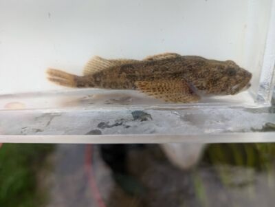 Mottled Sculpin