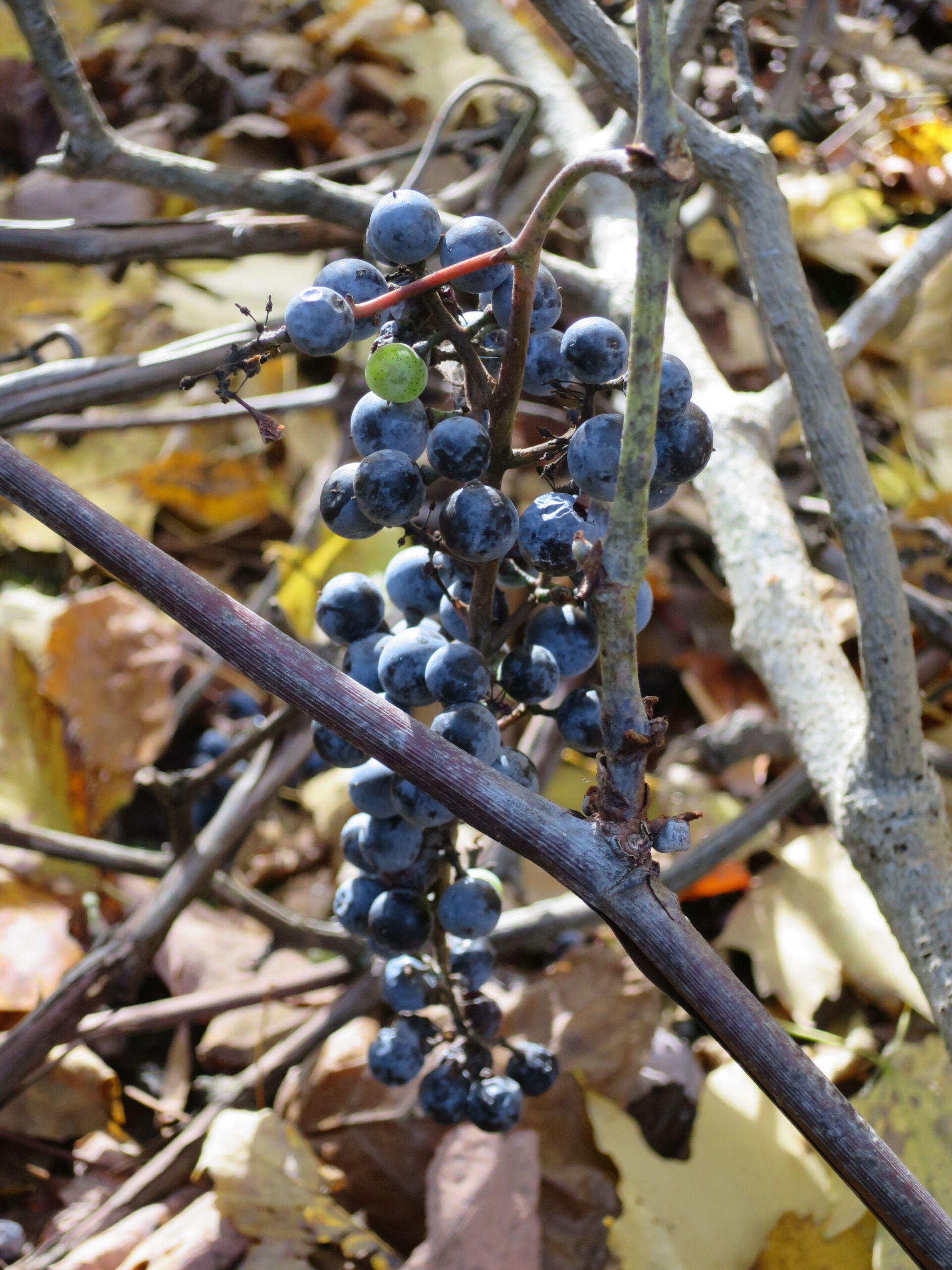 Wild Grapes good