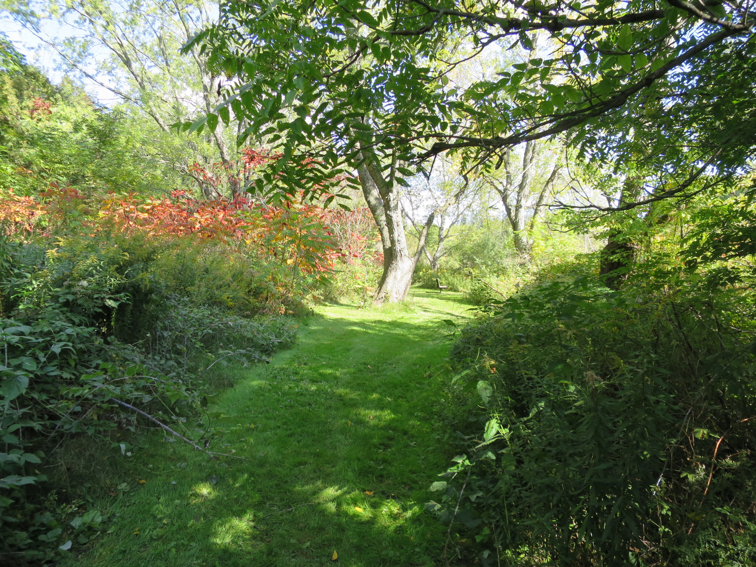 harrington mowed trail A grass trail through a forest