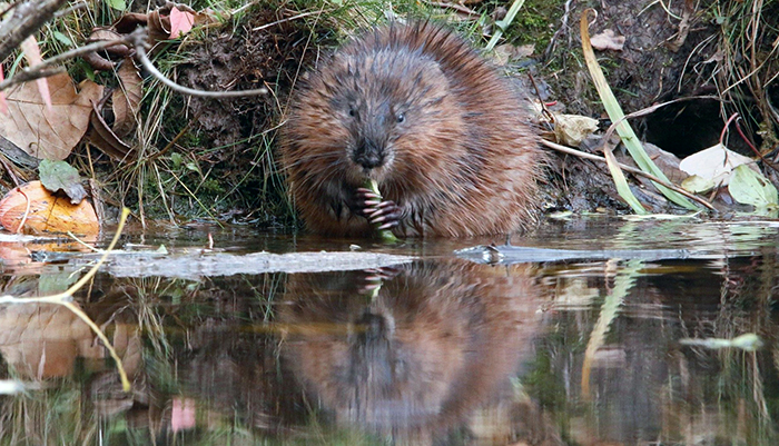 Beaver eats vegetation at the edge of a pond