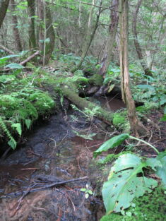 Creek running through forest
