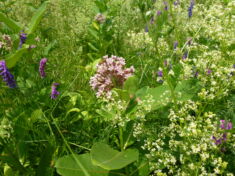 meadow w milkweed