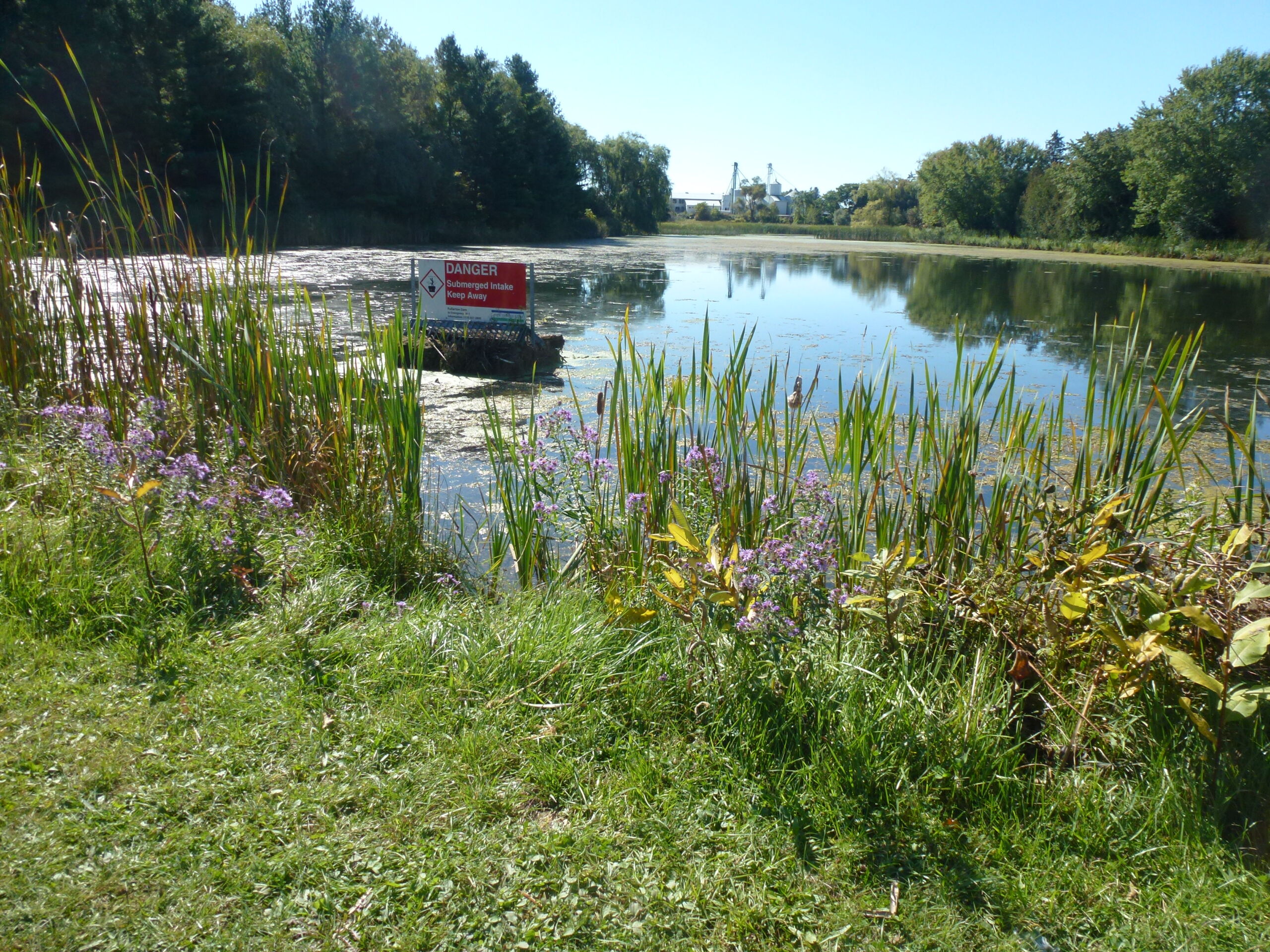 Grasses and flowers grow along the bank of a lake