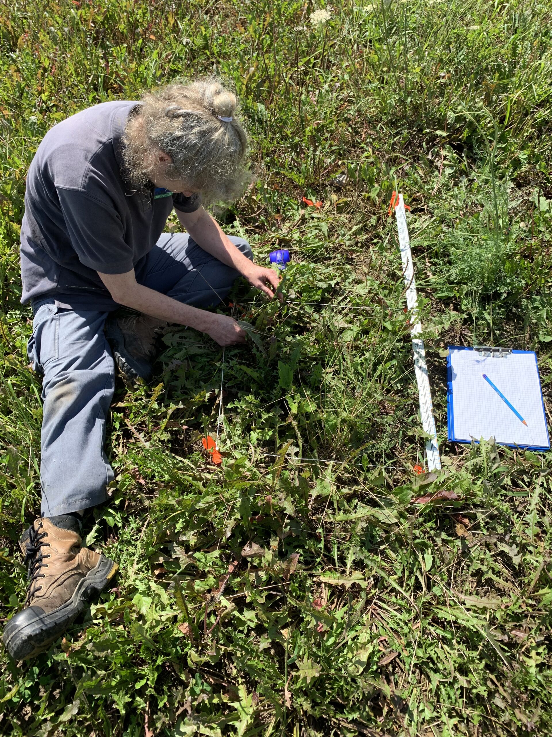 Someone sits in field to view vegetation