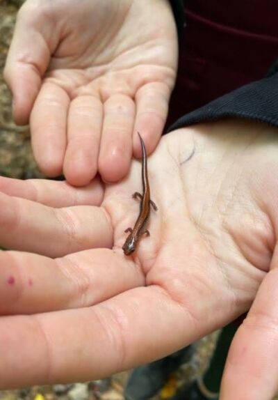 Salamander in a person's hand
