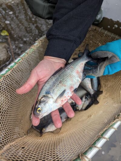 A shad is held horizontally 