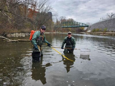 Two staff conducting electrofishing in the water