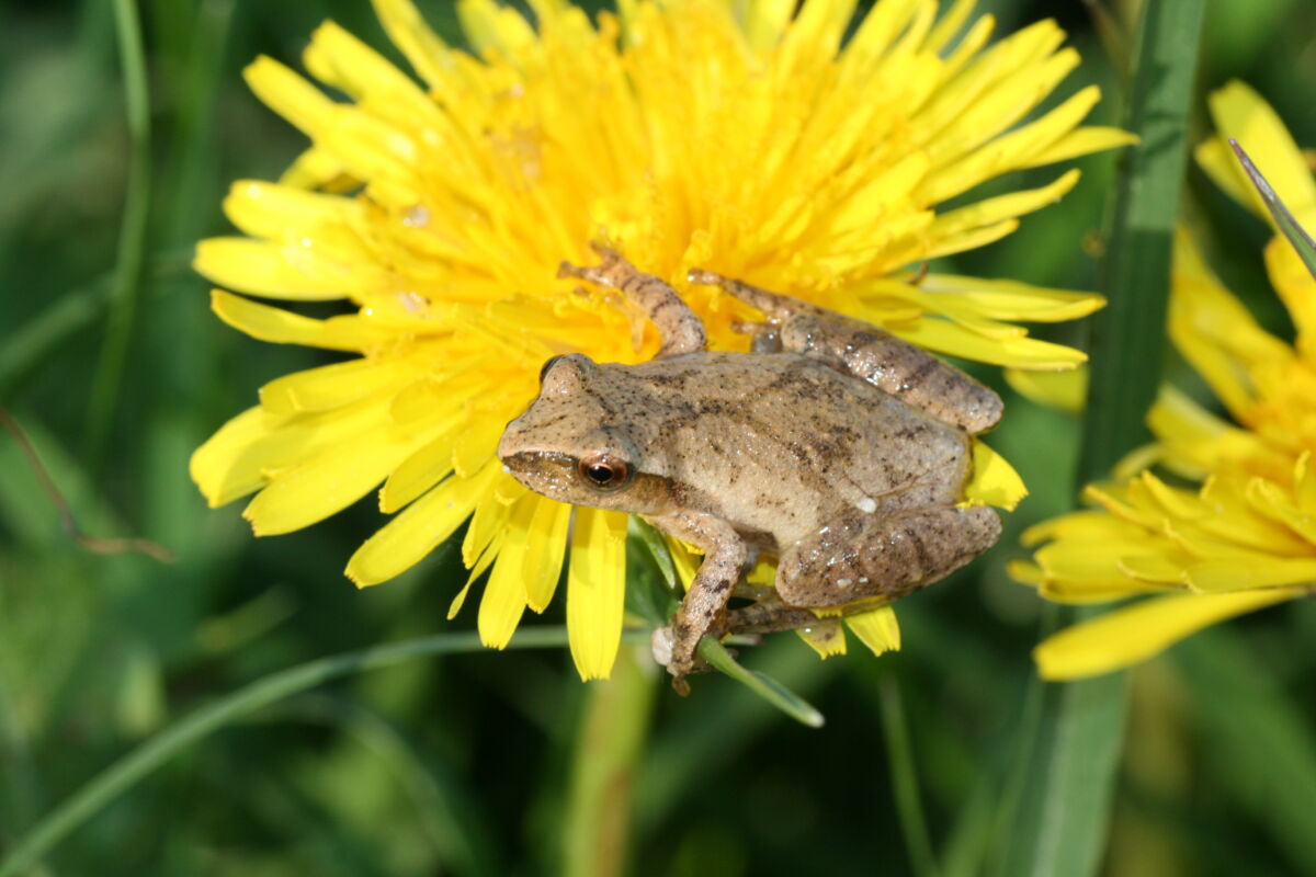Spring Peeper (Pseudacris crucifer) - Upper Thames River Conservation ...